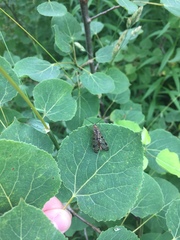 Panorpa submaculosa