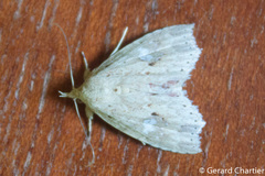 Olulis puncticinctalis