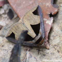 Fodina cuneigera