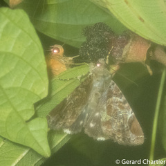 Ercheia pulchrivenula