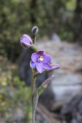 Image of Thelymitra nervosa by (c) Hayden Jones, some rights reserved (CC BY)