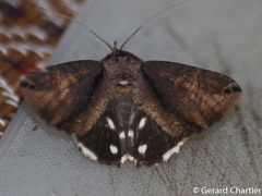 Ercheia cyllaria