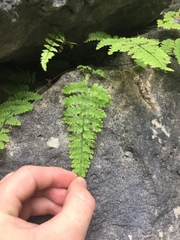 Cystopteris bulbifera