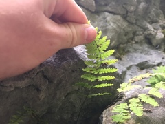 Cystopteris bulbifera