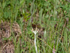 Carterocephalus skada