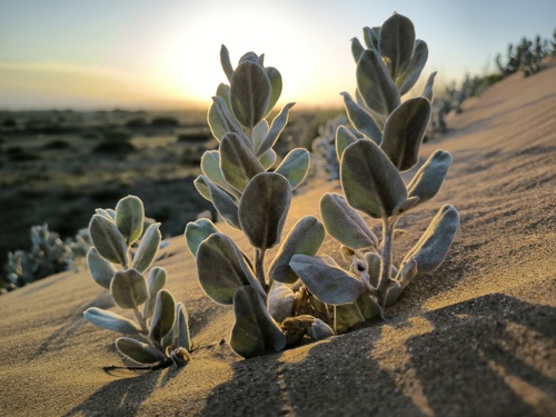 Convolvulus persicus