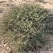 Acacia edgeworthii