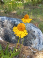 Helenium bigelovii