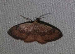 Leptostales ferruminaria