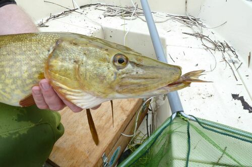 Northern Pike, Deventer, Nederland, photo 6 of 10