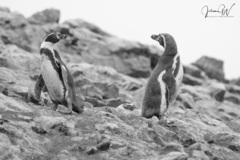 Spheniscus humboldti