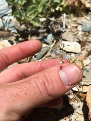 Nemacladus orientalis