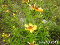 Hypericum ascyron