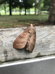 Lepidoptera