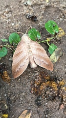 Lepidoptera