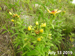 Hypericum ascyron