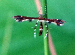Geina tenuidactylus