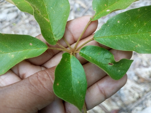 Handroanthus incanus (A.H.Gentry) S.O.Grose