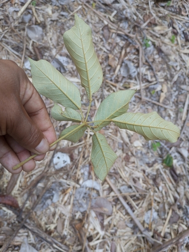 Handroanthus incanus, photograph 3