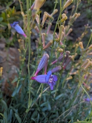 Penstemon azureus