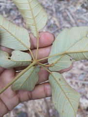 Handroanthus incanus, photograph (c) Robin Cañari Marzano, some rights reserved (CC BY)