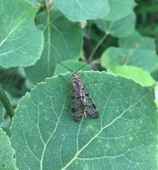 Panorpa submaculosa