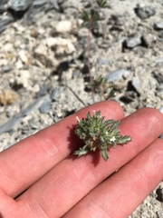 Ipomopsis polycladon