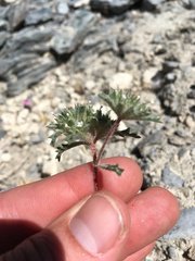 Ipomopsis polycladon