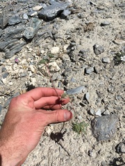 Ipomopsis polycladon