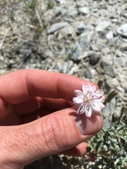 Stephanomeria parryi