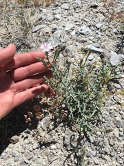 Stephanomeria parryi