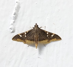 Prophantis adusta