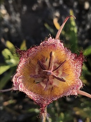 Calochortus fimbriatus