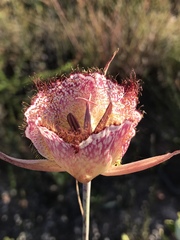 Calochortus fimbriatus