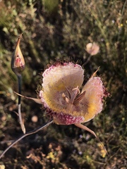 Calochortus fimbriatus