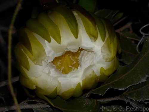 Yellow dragonfruit (Selenicereus megalanthus)
