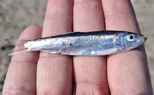 Baltic sprat (Sprattus sprattus) — Clupeidae