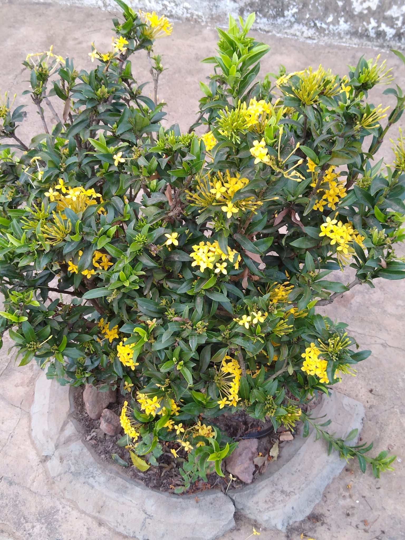 Ixora coccinea