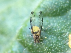 Sarucallis kahawaluokalani