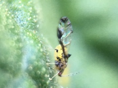 Sarucallis kahawaluokalani