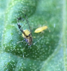 Sarucallis kahawaluokalani