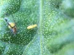 Sarucallis kahawaluokalani