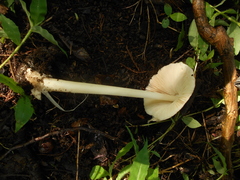 Volvariella volvacea