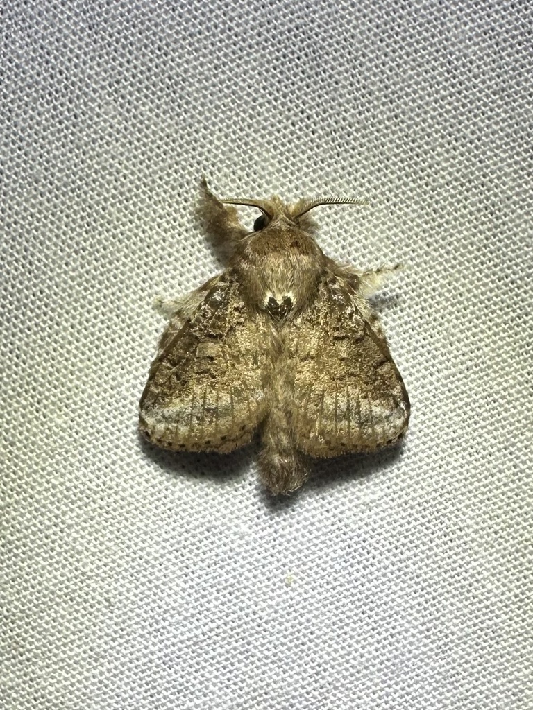 Euglyphis guttularis