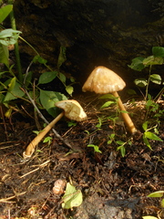 Volvariella volvacea