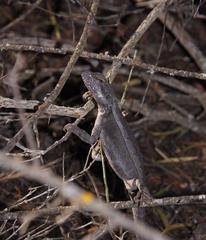 Amphibolurinae