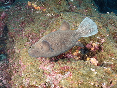 Guineafowl Puffer photo 1
