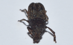 Euparius