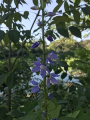 Campanulastrum americanum