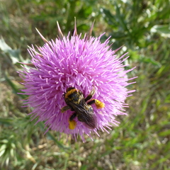 Svastra obliqua obliqua